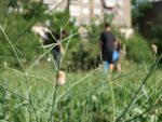 «Clean & Dance»: як небайдужі запоріжці прибирали у сквері Тарасова під музику