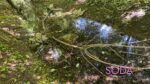 Каналізаційні стоки чи забруднена водойма на Павло-Кічкасі: що таїть в собі балка Маркусова