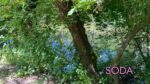 Каналізаційні стоки чи забруднена водойма на Павло-Кічкасі: що таїть в собі балка Маркусова