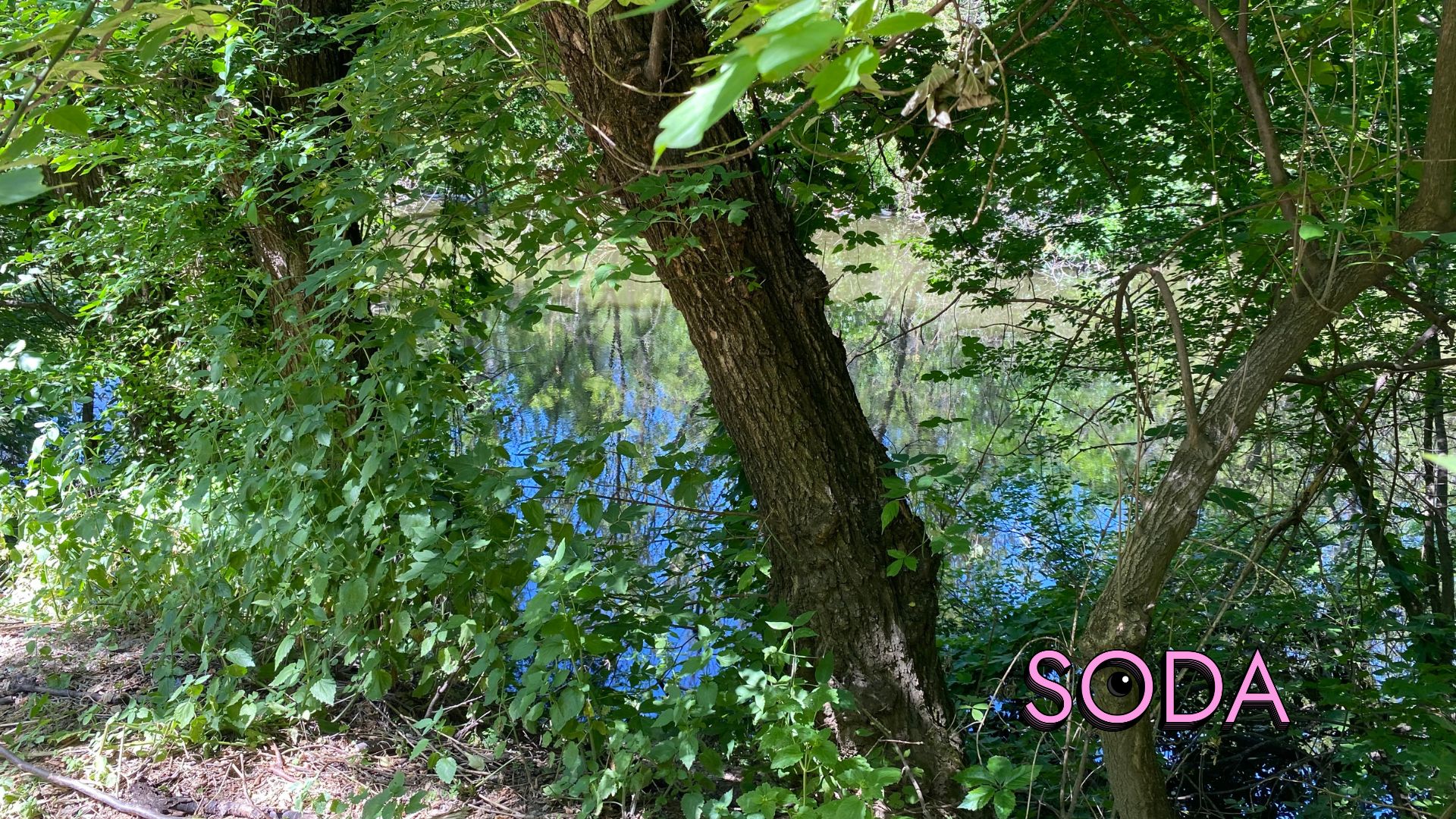 Каналізаційні стоки чи забруднена водойма на Павло-Кічкасі: що таїть в собі балка Маркусова