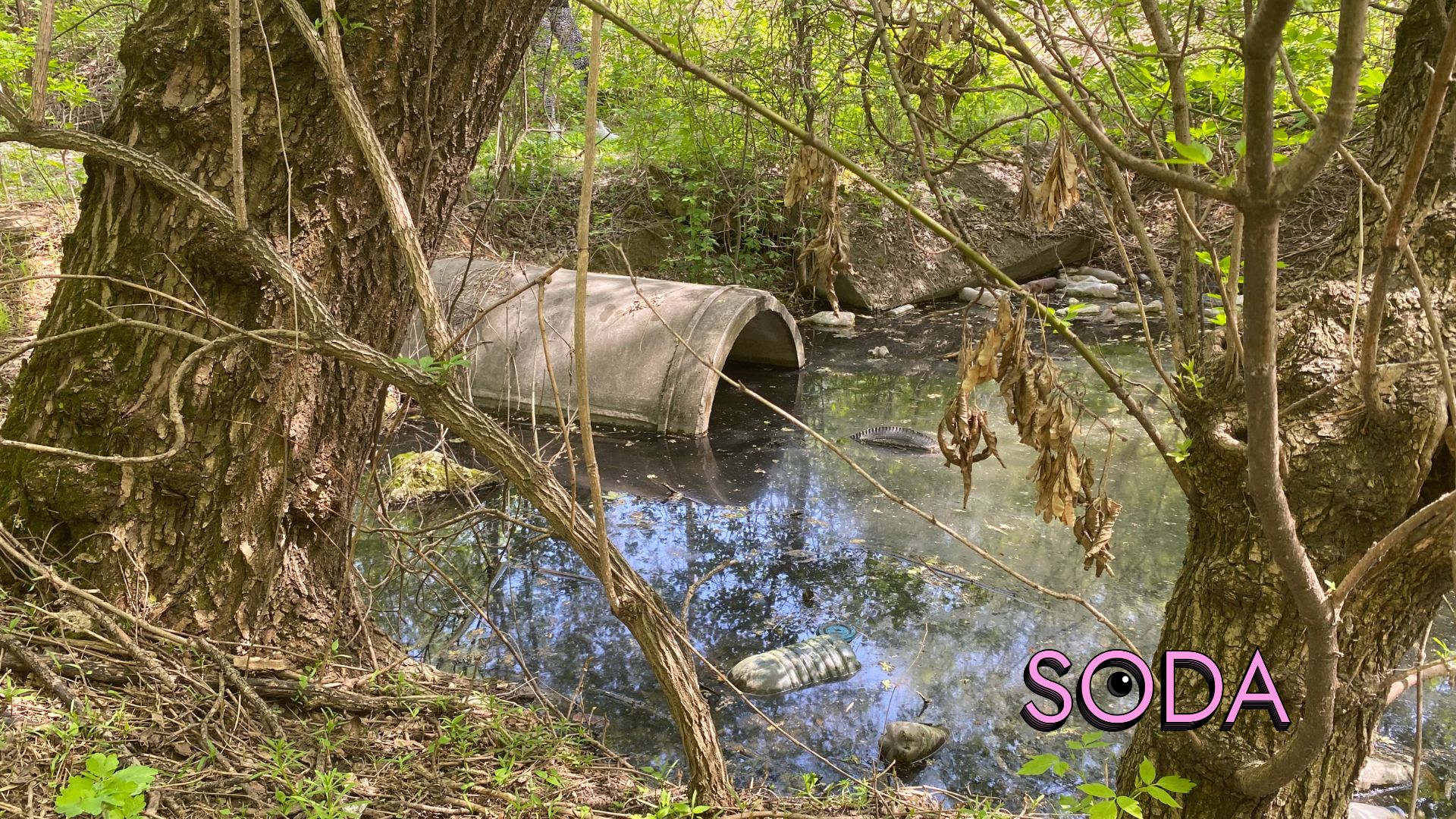 Каналізаційні стоки чи забруднена водойма на Павло-Кічкасі: що таїть в собі балка Маркусова