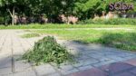 Різнотравʼя як альтернатива газонам: екоактивісти досліджують новий формат озеленення Запоріжжя