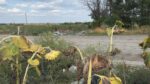 Узаконене сміття: як у Тернуватській громаді смітники біля водойм і полів стали «тимчасовими майданчиками»