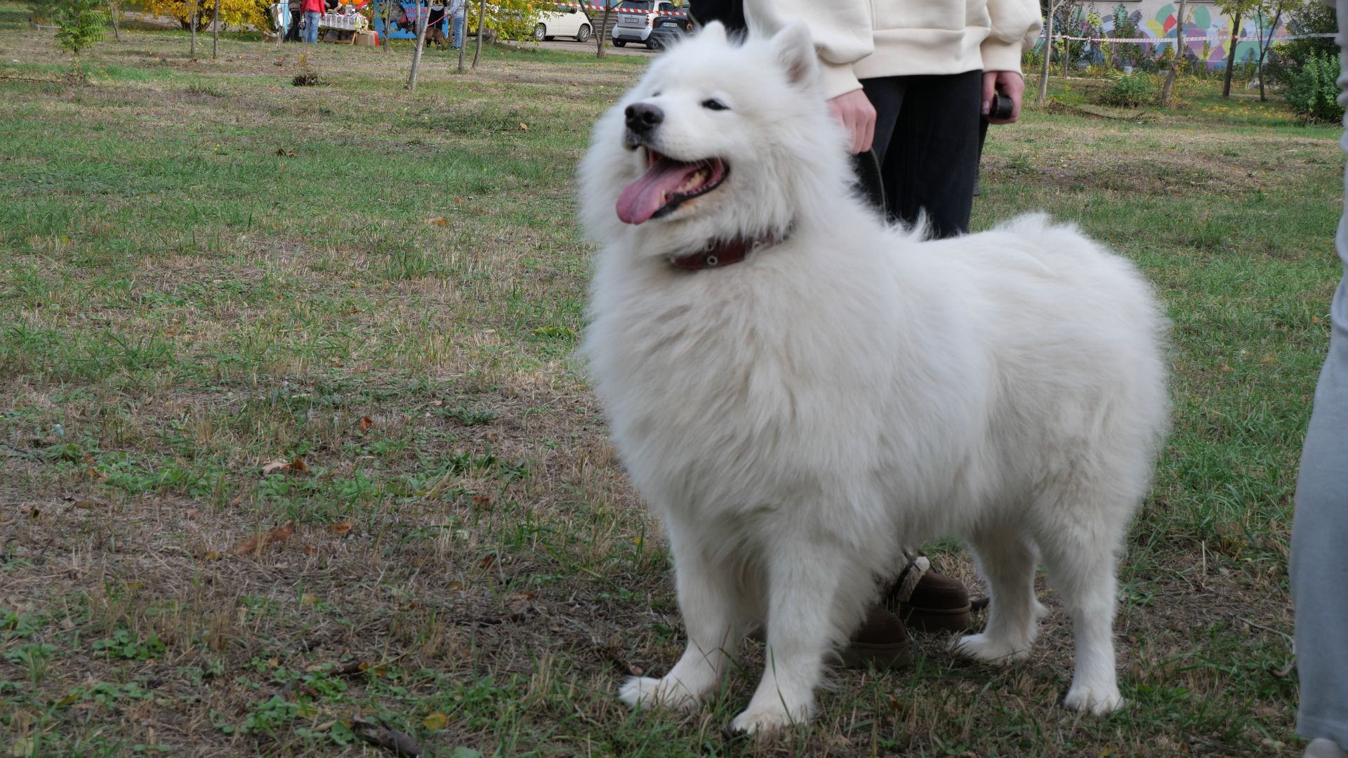 Тепло сердець і лап: у сквері Тарасова відбувся благодійний захід у підтримку притулку «Шанс»