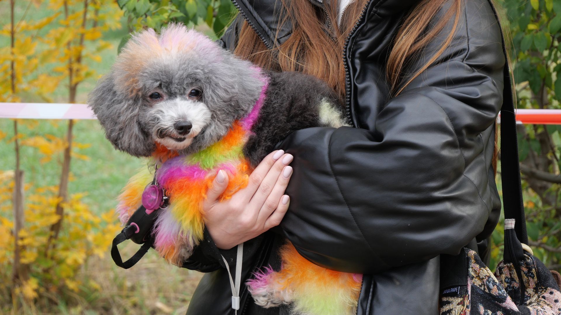 Тепло сердець і лап: у сквері Тарасова відбувся благодійний захід у підтримку притулку «Шанс»