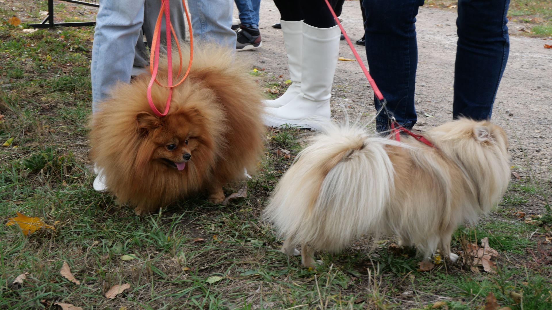 Тепло сердець і лап: у сквері Тарасова відбувся благодійний захід у підтримку притулку «Шанс»