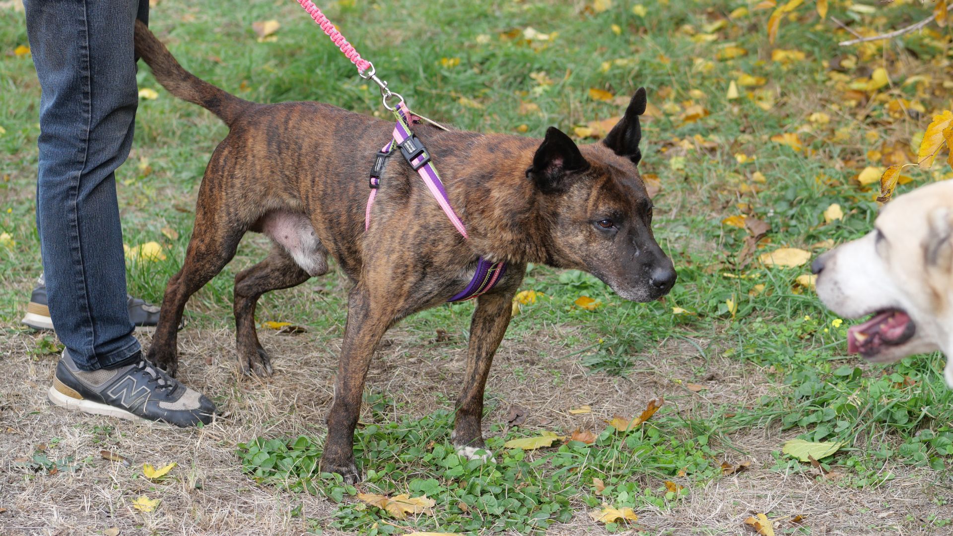Тепло сердець і лап: у сквері Тарасова відбувся благодійний захід у підтримку притулку «Шанс»